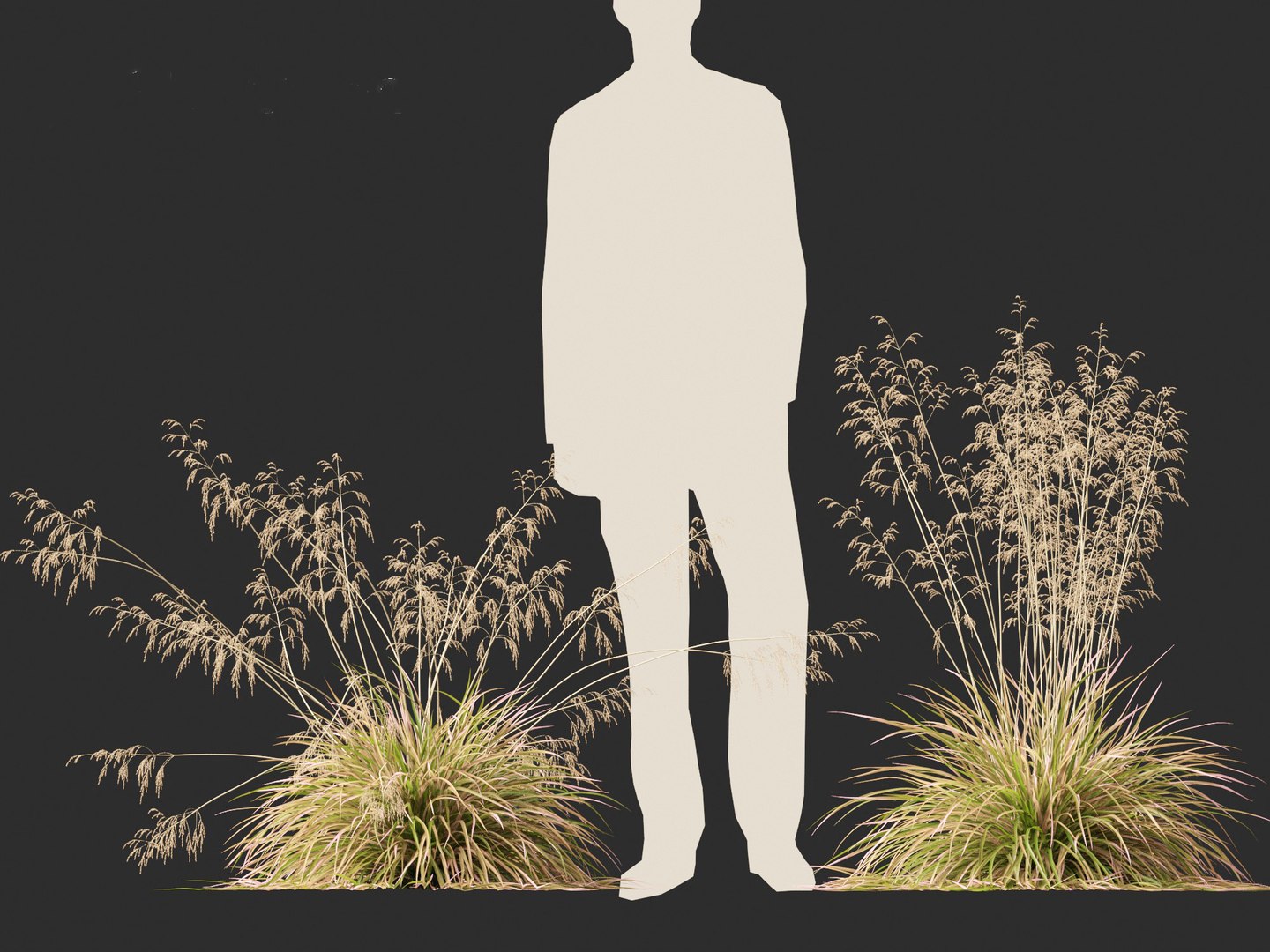3D model Deschampsia cespitosa Northern Lights - Tufted Hair Grass 01 https://p.turbosquid.com/ts-thumb/1x/D2X9CP/1A/deschampsiacespitosanorthernlights018/jpg/1692506634/1920x1080/fit_q87/0c134f45c60839f0aca8e8510cdc2cb0468a435e/deschampsiacespitosanorthernlights018.jpg