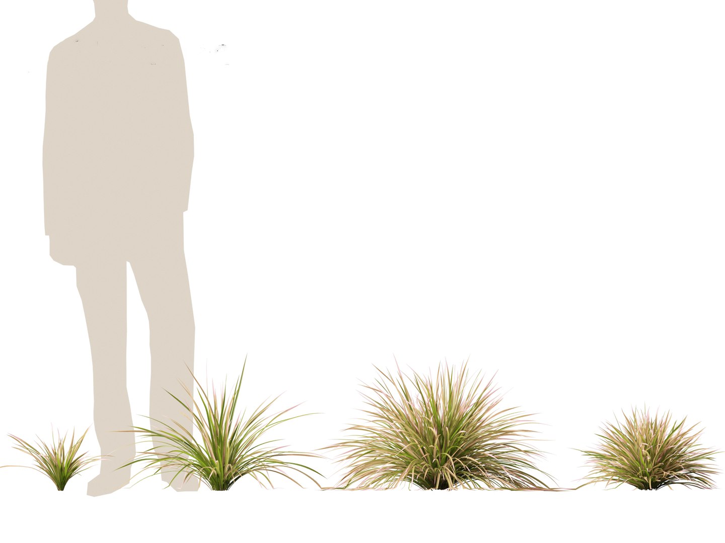 3D model Deschampsia cespitosa Northern Lights - Tufted Hair Grass 01 https://p.turbosquid.com/ts-thumb/1x/D2X9CP/2j/deschampsiacespitosanorthernlights013/jpg/1692506622/1920x1080/fit_q87/6c816076c1a5ee62cf1291b6a090a347f7190ee9/deschampsiacespitosanorthernlights013.jpg