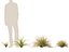 Deschampsia cespitosa Northern Lights - Tufted Hair Grass 01
