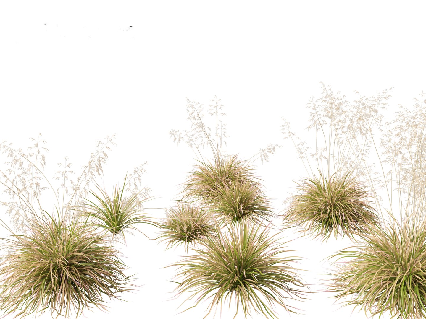 3D model Deschampsia cespitosa Northern Lights - Tufted Hair Grass 01 https://p.turbosquid.com/ts-thumb/1x/D2X9CP/4E/deschampsiacespitosanorthernlights019/jpg/1692506638/1920x1080/fit_q87/00055c2e8759af56bff7fcd0b5e5f78cfce163fa/deschampsiacespitosanorthernlights019.jpg