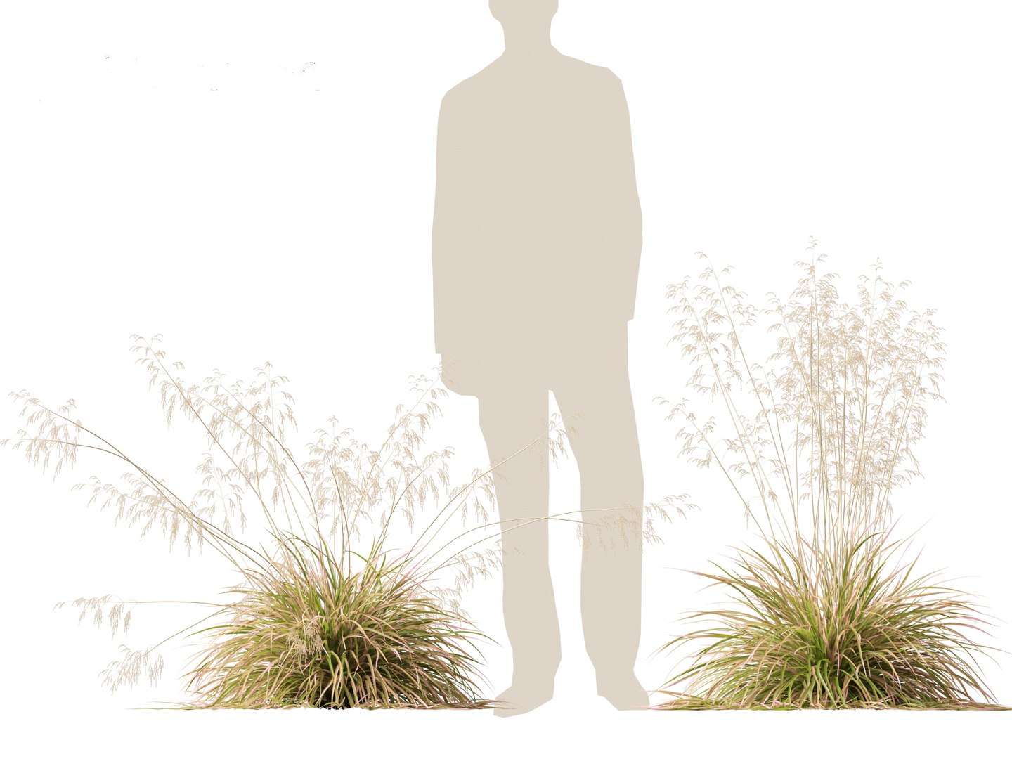 3D model Deschampsia cespitosa Northern Lights - Tufted Hair Grass 01 https://p.turbosquid.com/ts-thumb/1x/D2X9CP/AW/deschampsiacespitosanorthernlights017/jpg/1692506634/1920x1080/fit_q87/6988f23b851efef706bfb5d46c91526d6667d321/deschampsiacespitosanorthernlights017.jpg