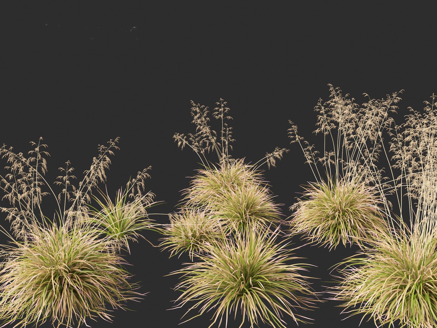 3D model Deschampsia cespitosa Northern Lights - Tufted Hair Grass 01 https://p.turbosquid.com/ts-thumb/1x/D2X9CP/Ca/deschampsiacespitosanorthernlights0110/jpg/1692506644/1920x1080/fit_q87/a2a3657d6c109a7b51b974d710d1204d6c6c04b2/deschampsiacespitosanorthernlights0110.jpg