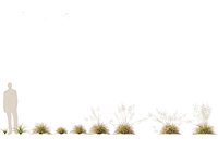 Deschampsia cespitosa Northern Lights - Tufted Hair Grass 01