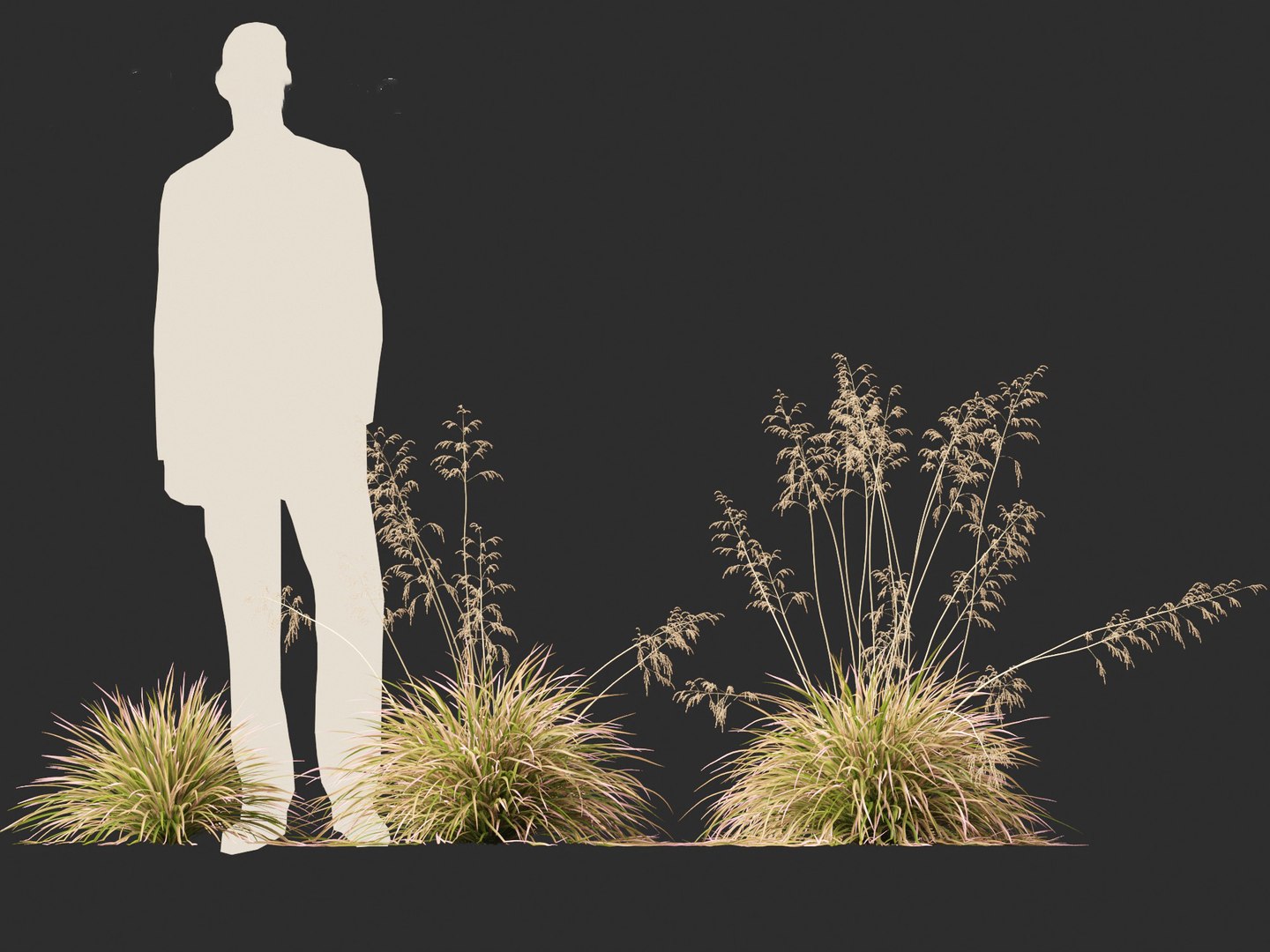 3D model Deschampsia cespitosa Northern Lights - Tufted Hair Grass 01 https://p.turbosquid.com/ts-thumb/1x/D2X9CP/pN/deschampsiacespitosanorthernlights016/jpg/1692506629/1920x1080/fit_q87/c62ecf7dec172902f1de52d1394fd08f10b8a55b/deschampsiacespitosanorthernlights016.jpg
