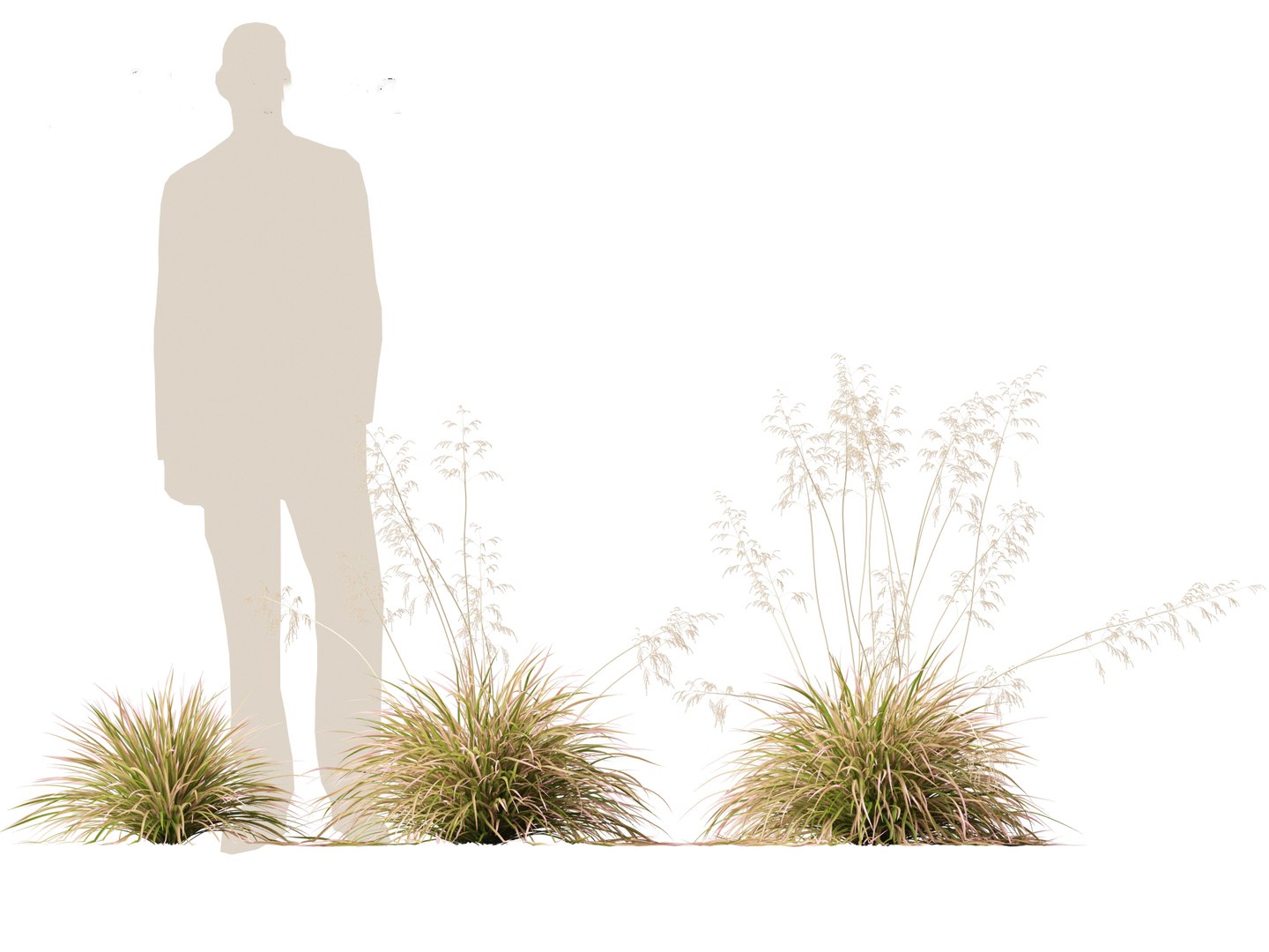3D model Deschampsia cespitosa Northern Lights - Tufted Hair Grass 01 https://p.turbosquid.com/ts-thumb/1x/D2X9CP/tu/deschampsiacespitosanorthernlights015/jpg/1692506627/1920x1080/fit_q87/f161a839316cbf3526dac5f3d1b38af9f5ea7349/deschampsiacespitosanorthernlights015.jpg