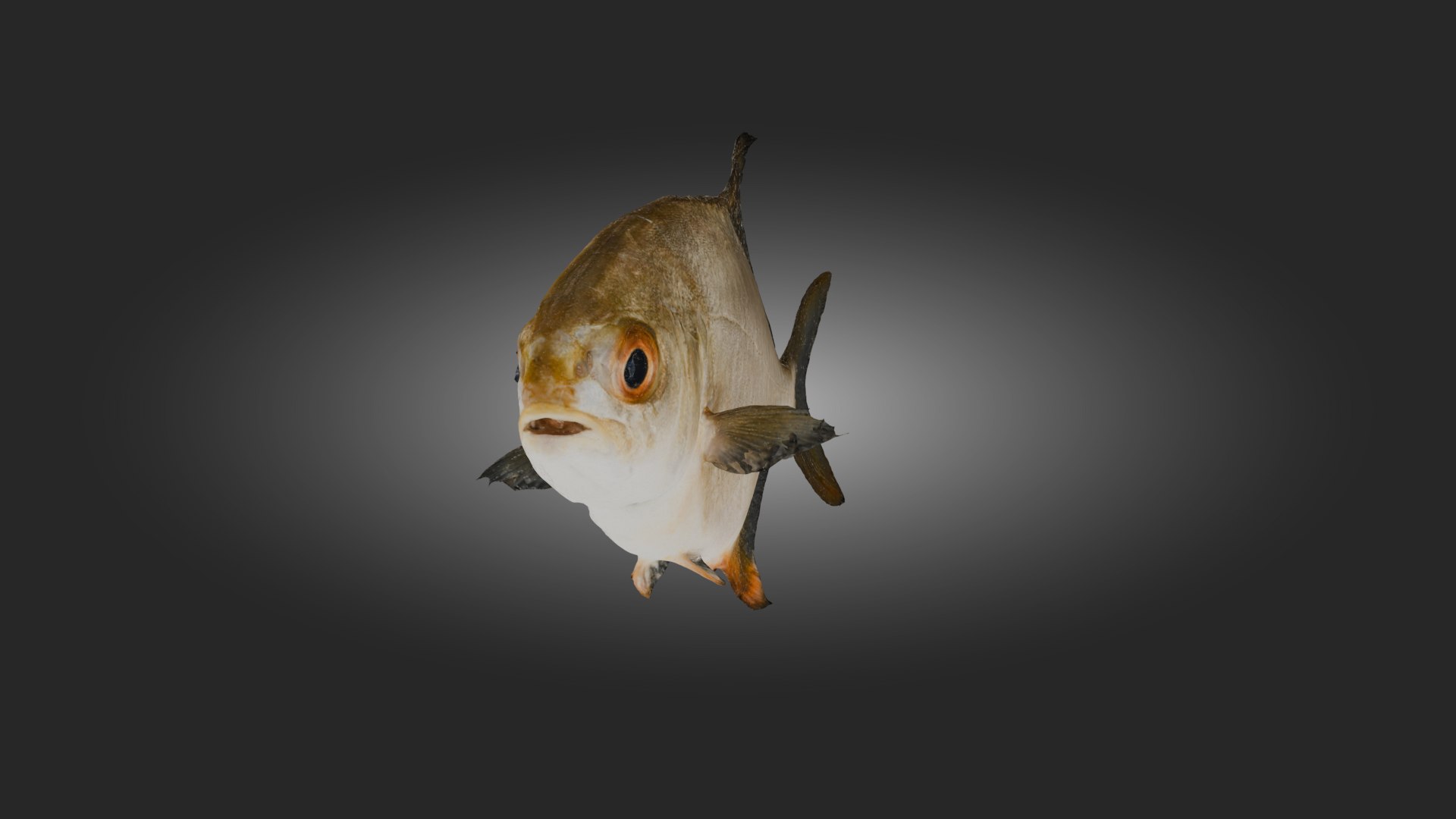 High Quality Fish 3D Model Model - TurboSquid 2312261