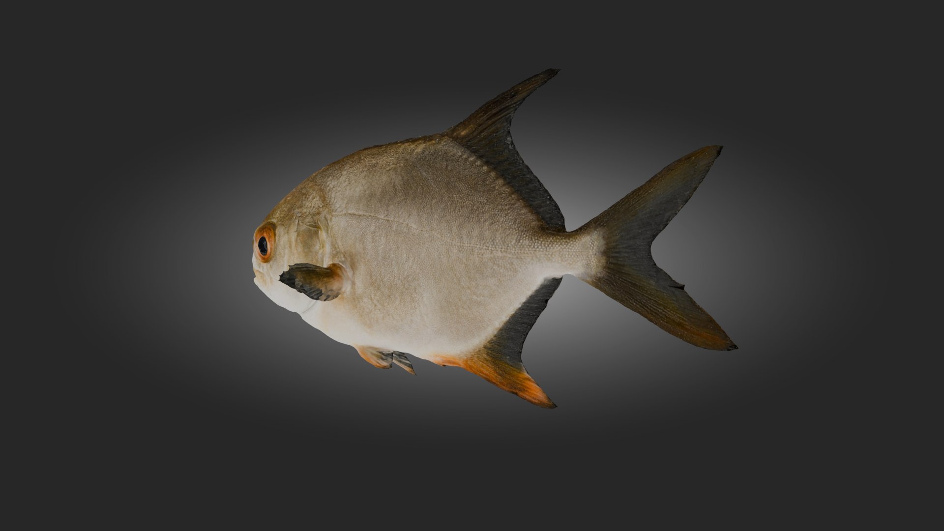 High Quality Fish 3D Model Model - TurboSquid 2312261
