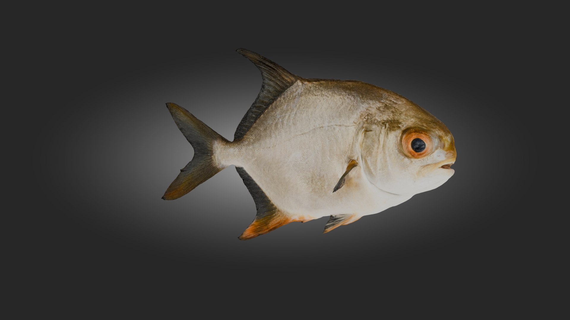 High Quality Fish 3D Model Model - TurboSquid 2312261