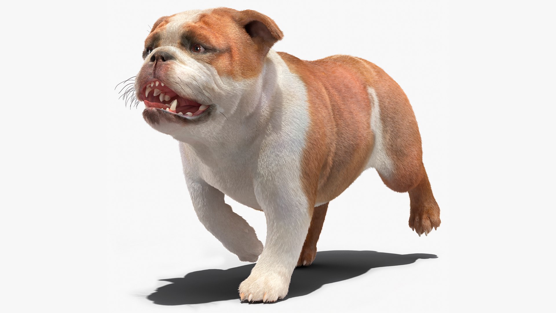 Walking Bulldog Fur 3D model preview