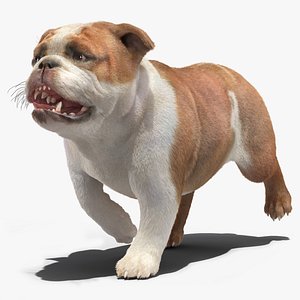Walking Bulldog Fur 3D model