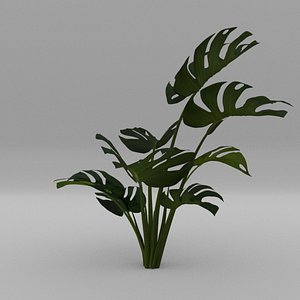 3D laos Monstera
