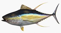 Yellowfin Tuna