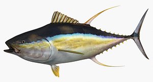 Yellowfin Tuna