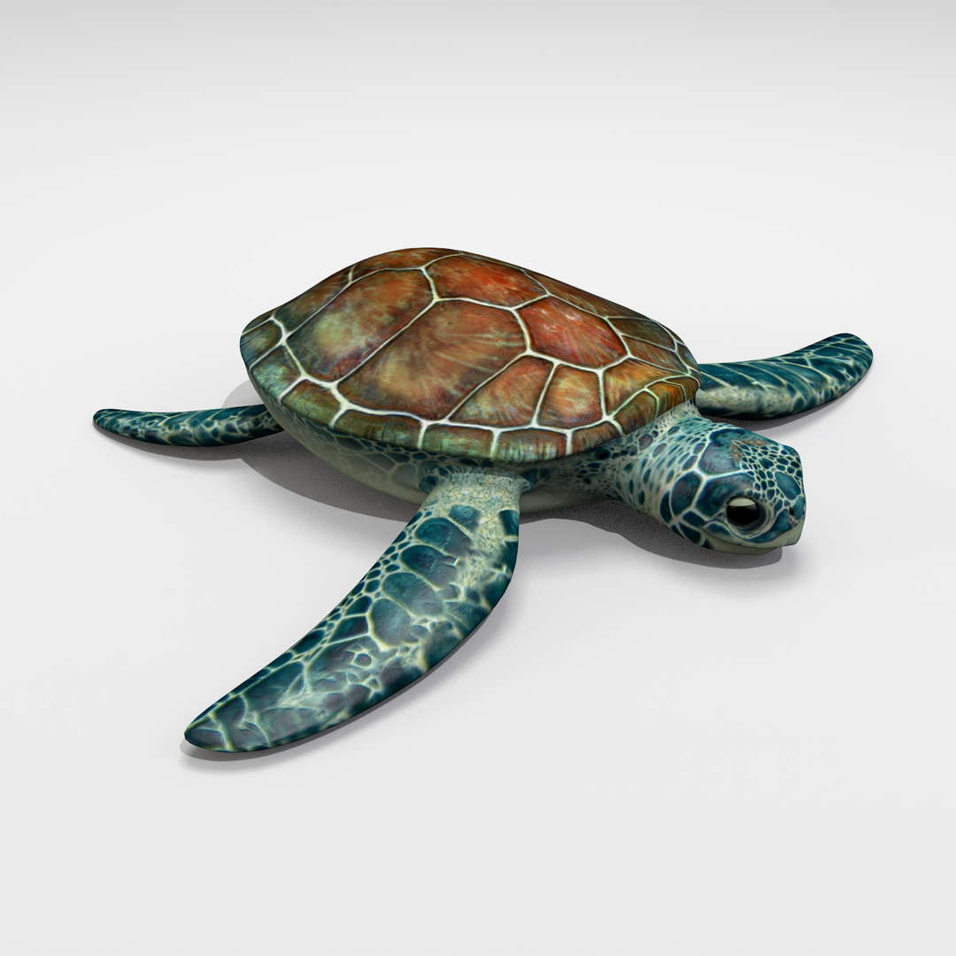 Морская черепаха 3д. Красивые морские черепахи 3д. Черепаха 3d модель. Черепаха 3д