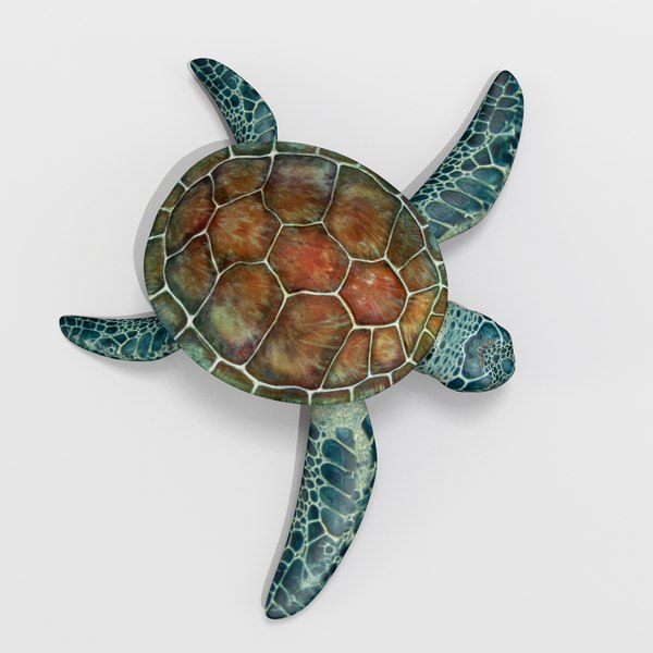 3d turtle