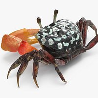 Calling Crab Sitting Pose 3D Model