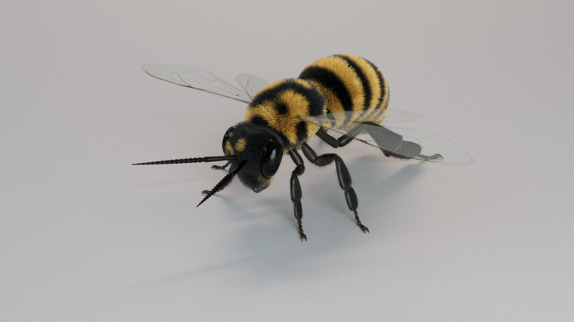 Honey Bee 3D Model - TurboSquid 2263374