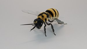Honey Bee 3D model