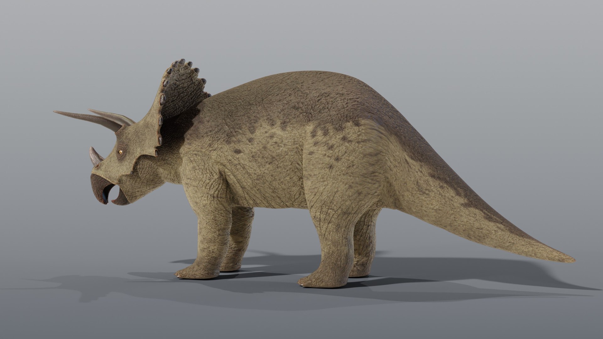 Triceratops - Static PBR model https://p.turbosquid.com/ts-thumb/1y/FmJGPS/hx/03_triceratopsstatic_03_side/jpg/1791927852/1920x1080/fit_q87/90fbc31de0bf9e09d0d1cabd8bcefeb62120ff47/03_triceratopsstatic_03_side.jpg
