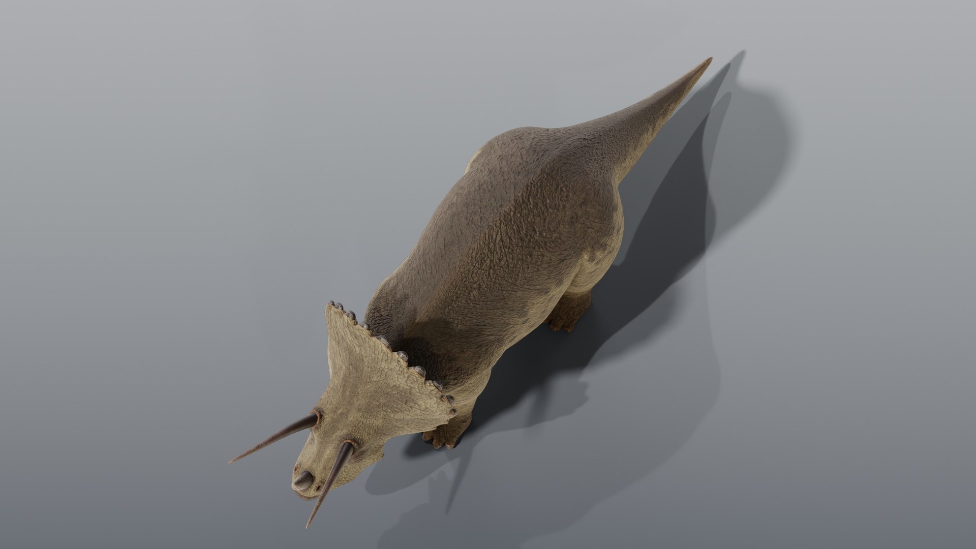 Triceratops - Static PBR model https://p.turbosquid.com/ts-thumb/1y/FmJGPS/ie/06_triceratopsstatic_06_top/jpg/1791927860/1920x1080/fit_q87/571a9e7df121c4fc96076d33e7e83cfa5255ab37/06_triceratopsstatic_06_top.jpg