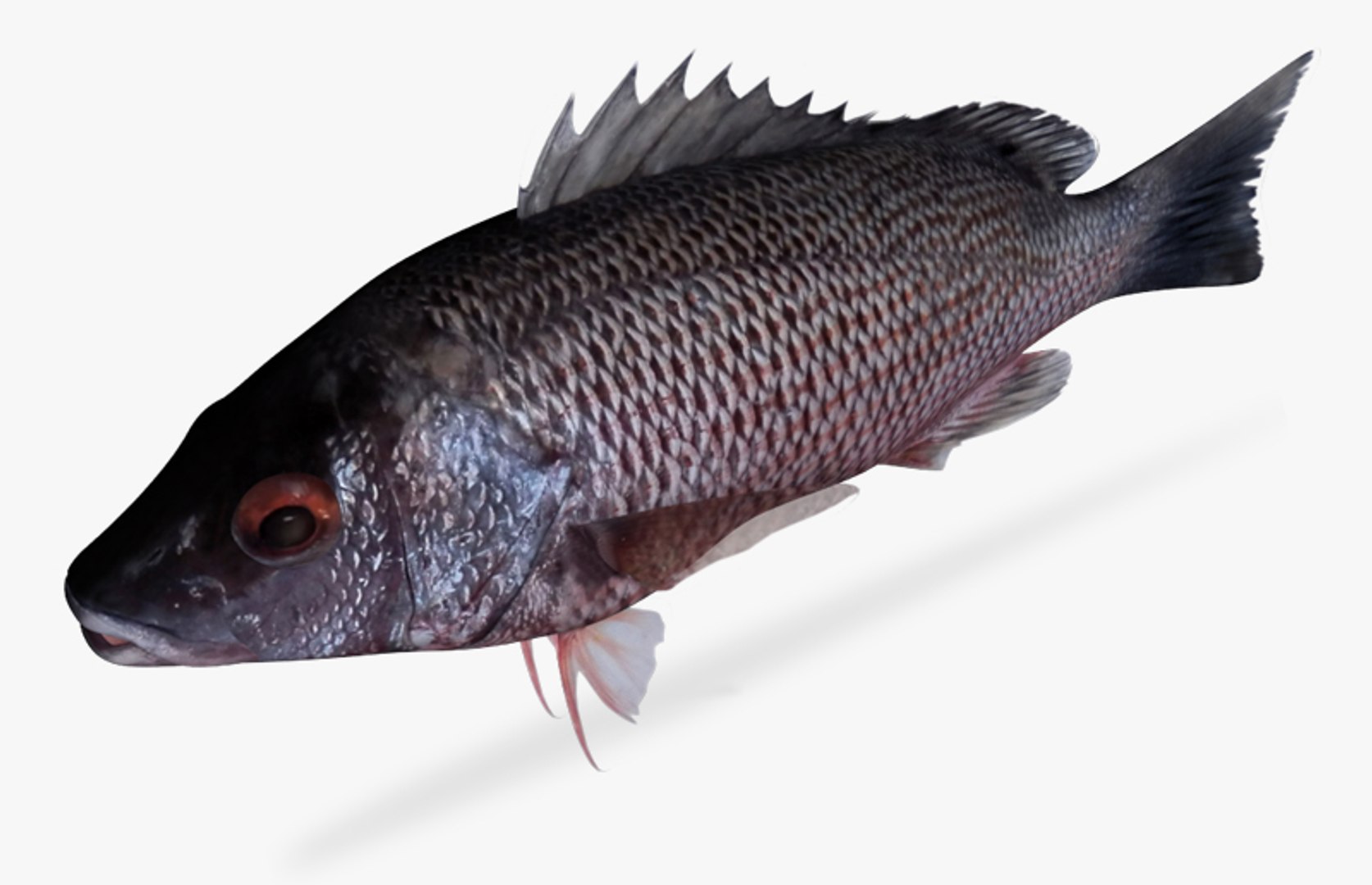3d Gray Snapper