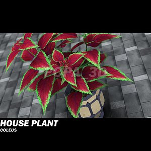 Plant Coleus