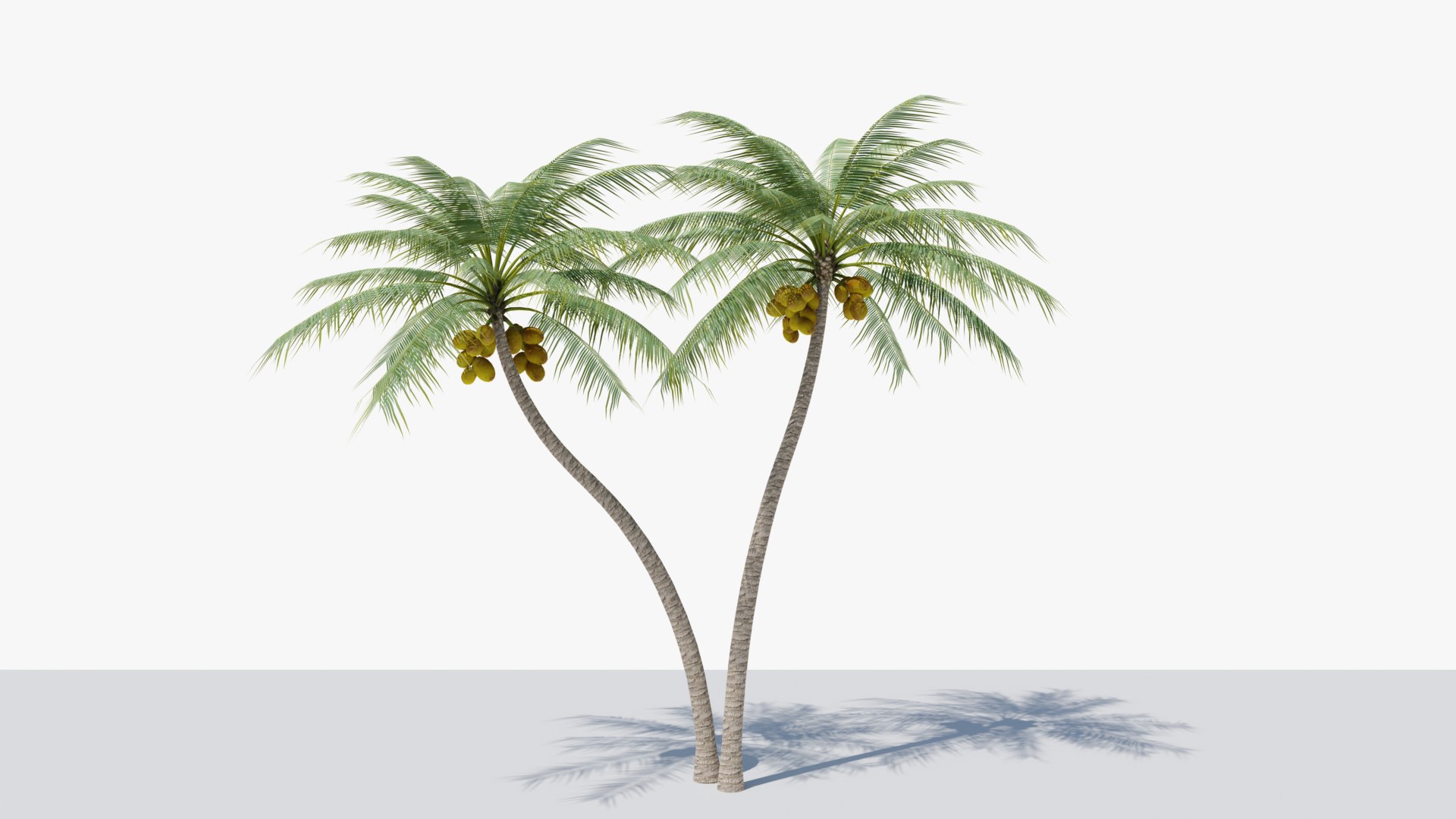 Coconut Palm v5 3D model https://p.turbosquid.com/ts-thumb/1y/PRgmoF/YF/10/png/1680030510/1920x1080/fit_q87/2b19ec5bd4984cc680e77b48079211baff65883e/10.jpg