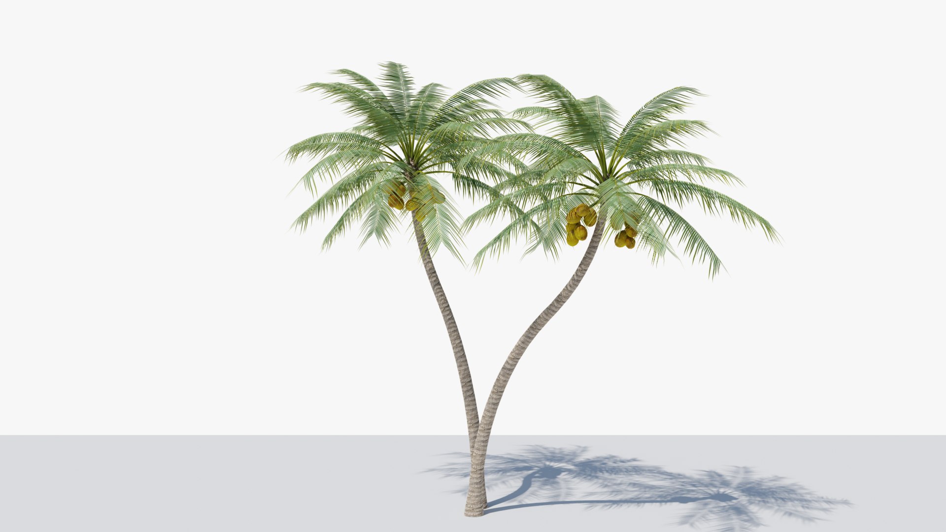 Coconut Palm v5 3D model https://p.turbosquid.com/ts-thumb/1y/PRgmoF/cL/16/png/1680030513/1920x1080/fit_q87/2f31bd61773d8de7421ee5b3ed7cbd0dd8b5bb67/16.jpg