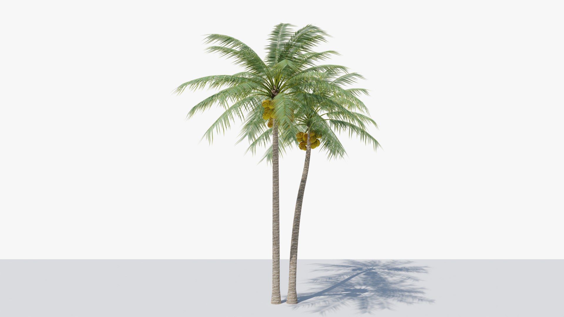 Coconut Palm v5 3D model https://p.turbosquid.com/ts-thumb/1y/PRgmoF/cu/04/png/1680030507/1920x1080/fit_q87/786da1cdaaa951a0ebf69aea91d2e162448912bd/04.jpg