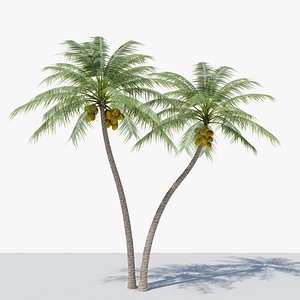 Coconut Palm v5