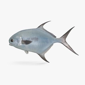 Permit Fish