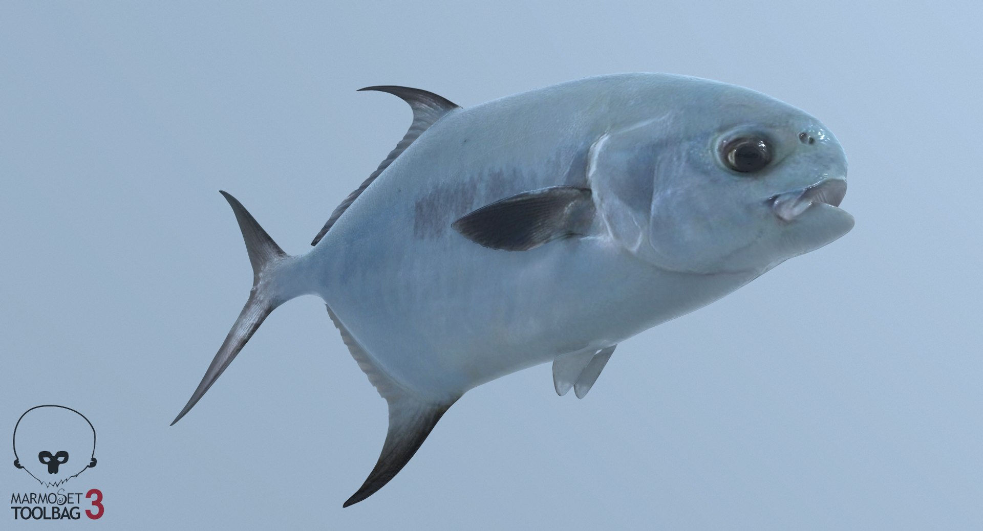 3D Permit Fish - TurboSquid 1282782