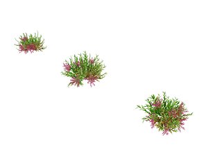 plant - tamarix 02 3D