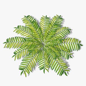 Fern Bush v3