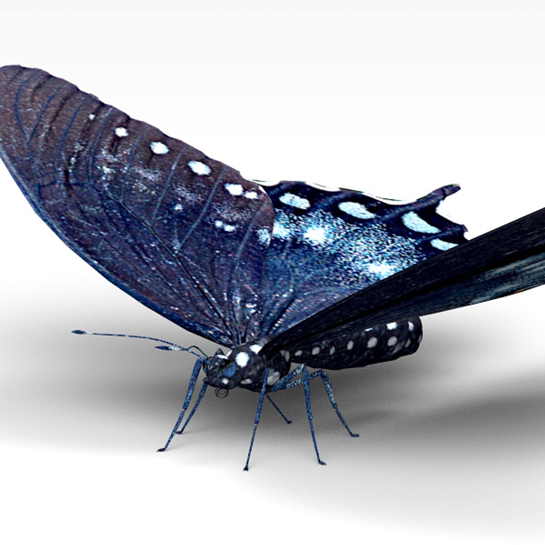 max spicebush swallowtail https://p.turbosquid.com/ts-thumb/1y/eW50Nm/AfjvKqvq/spicebush_04/jpg/1400221931/1920x1080/fit_q87/a9fb50083c7bd2e966f00d79b56ed104b2d651df/spicebush_04.jpg
