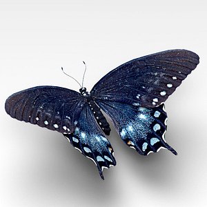 Spicebush Swallowtail