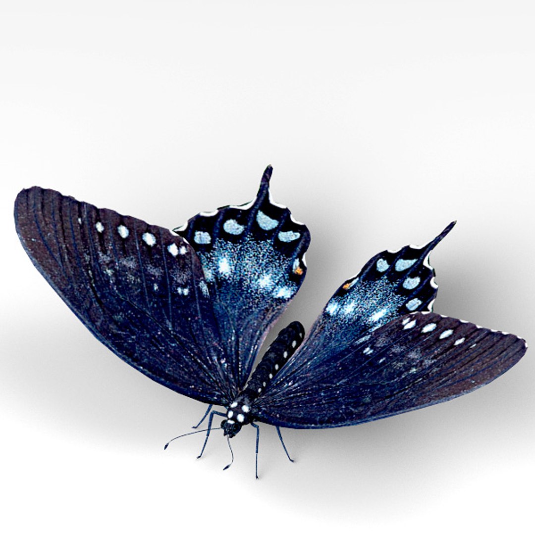 max spicebush swallowtail https://p.turbosquid.com/ts-thumb/1y/eW50Nm/puNALCDZ/spicebush_02/jpg/1400221931/1920x1080/fit_q87/4cb2c284a5f1174f3cb15d096fc368c4e30018c3/spicebush_02.jpg