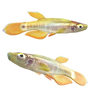 Pygmy Killifish 3D model