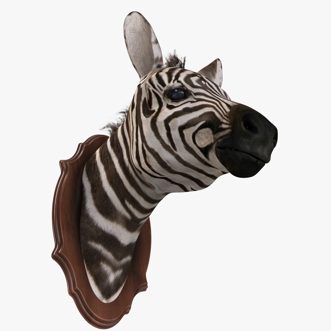zebra head trophy 3d model https://p.turbosquid.com/ts-thumb/1y/uD5kSw/jguicoQs/zebrahead3chk247/jpg/1431416416/1920x1080/fit_q87/0ccb3d78dba6d70972ee411f4c388dfc9b46952c/zebrahead3chk247.jpg
