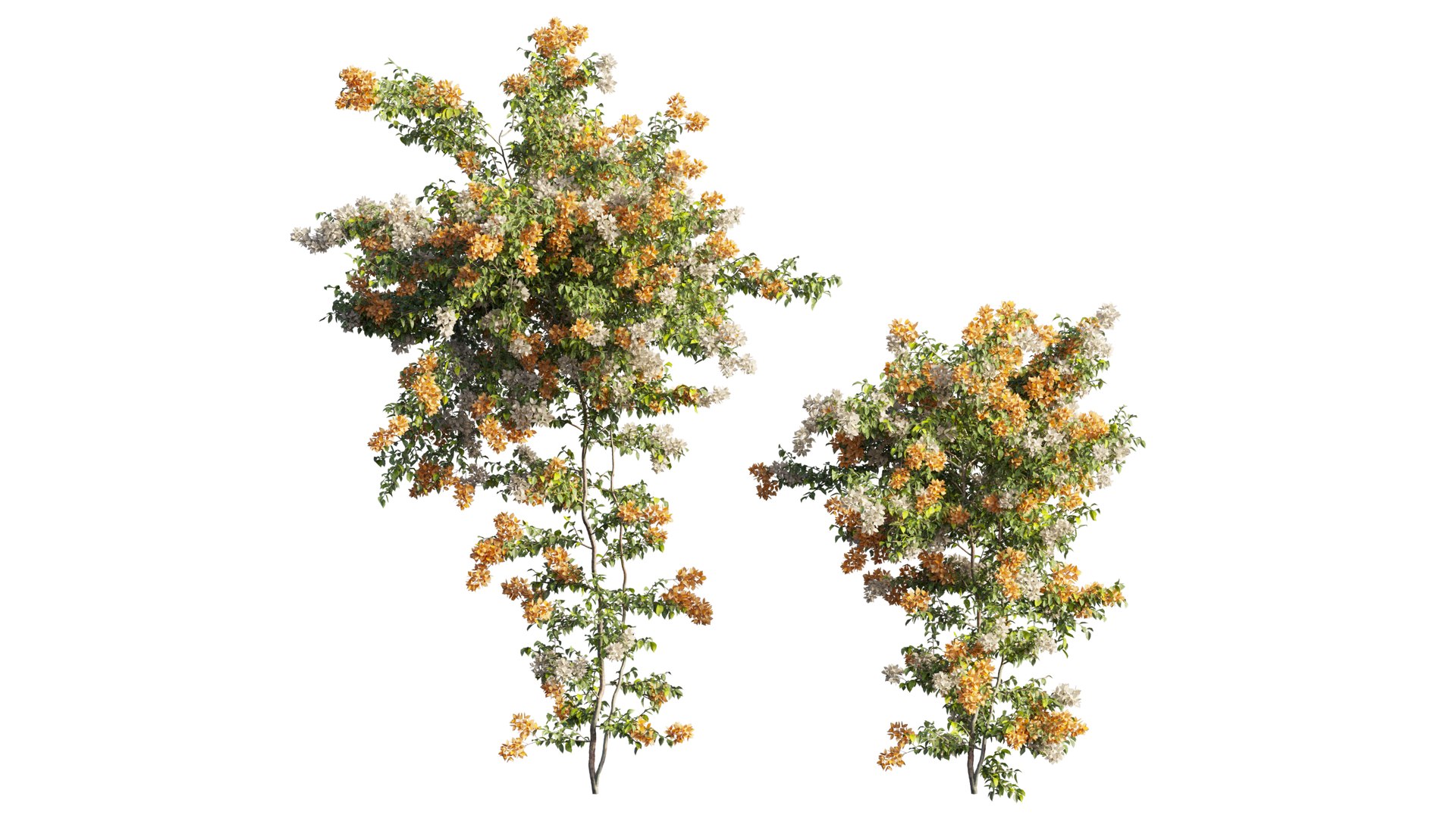 3D Bougainvillea plant set 65 model https://p.turbosquid.com/ts-thumb/1z/3m74yD/32/3_interactivelightmix/png/1675440983/1920x1080/fit_q87/6f9e096e044ed71f1d50487341b2cf45d903e6fb/3_interactivelightmix.jpg