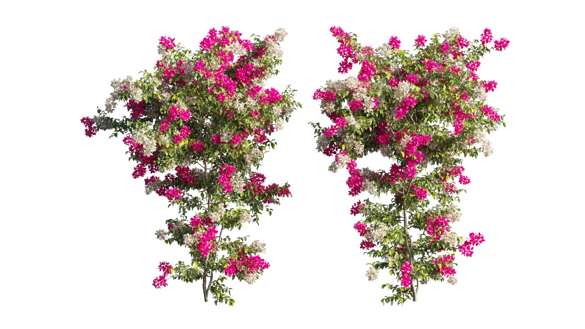 3D Bougainvillea plant set 65 model https://p.turbosquid.com/ts-thumb/1z/3m74yD/N1/5_interactivelightmix/png/1675440985/1920x1080/fit_q87/91ede465ee829d2c23731f6a9a39225b46a8825a/5_interactivelightmix.jpg