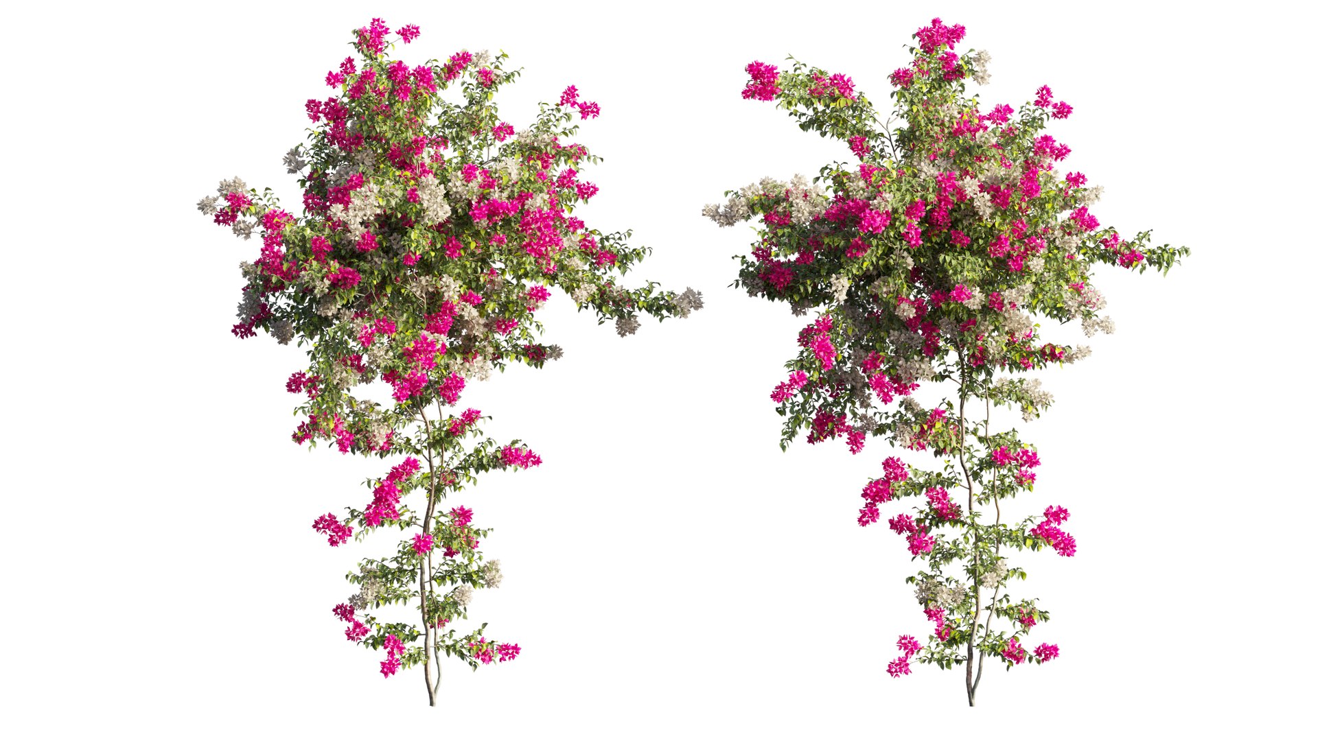 3D Bougainvillea plant set 65 model https://p.turbosquid.com/ts-thumb/1z/3m74yD/Y3/4_interactivelightmix/png/1675440986/1920x1080/fit_q87/5ea9f764acf3f8f20455fbee780280df176ea157/4_interactivelightmix.jpg
