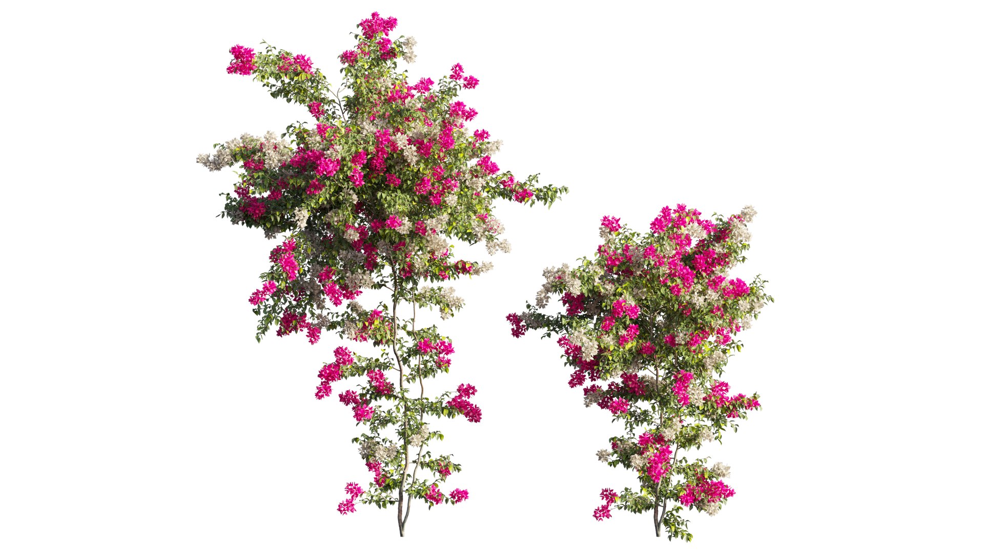 3D Bougainvillea plant set 65 model https://p.turbosquid.com/ts-thumb/1z/3m74yD/rM/1_interactivelightmix/png/1675440983/1920x1080/fit_q87/ac1b17ddde869984f203ff6c33a93997bc04e179/1_interactivelightmix.jpg