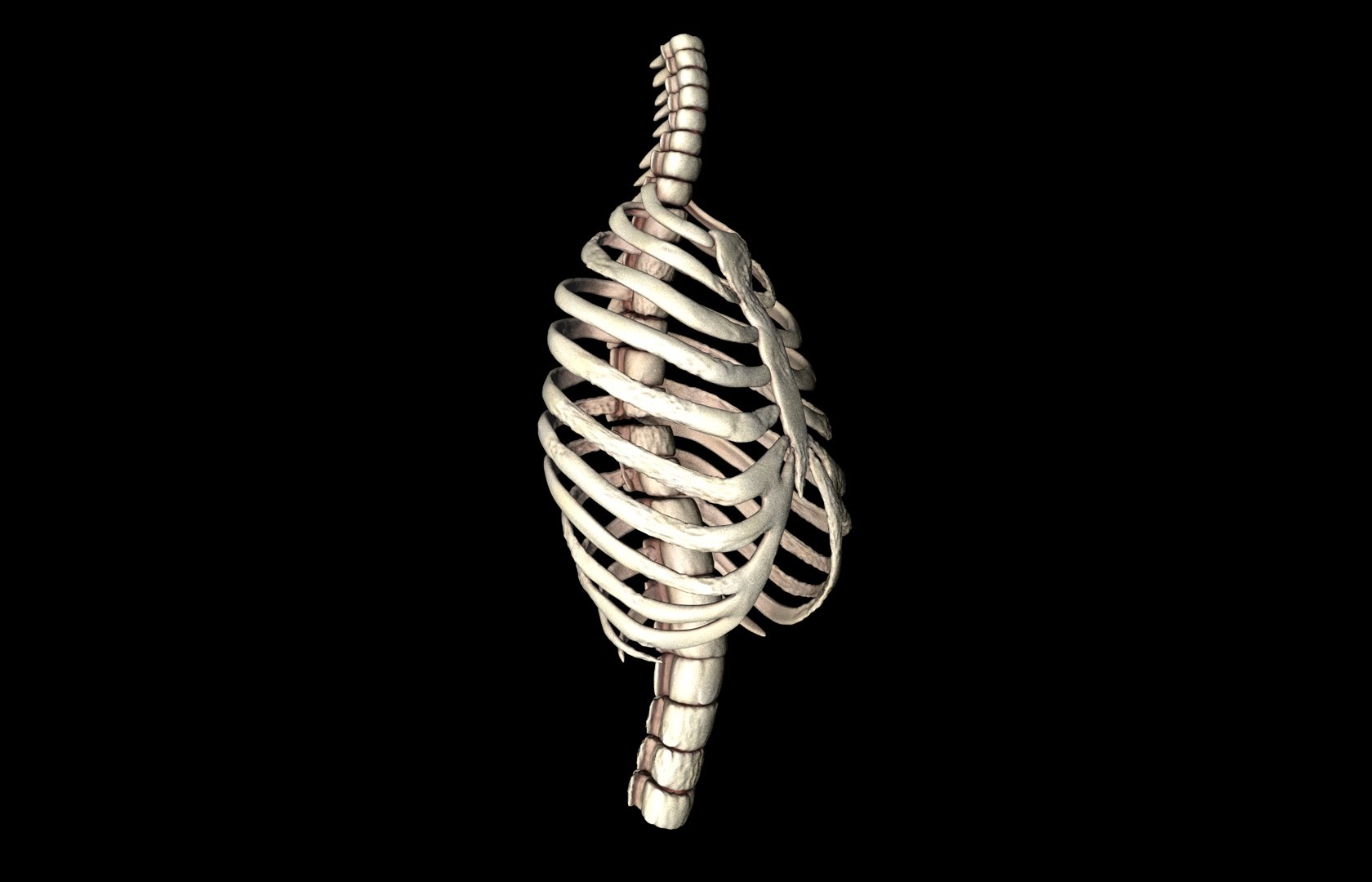 rib cage accurate obj