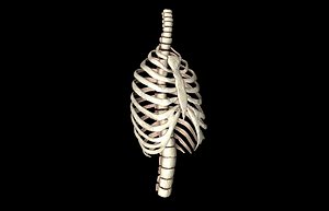 rib cage accurate obj
