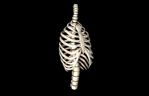 Rib Cage Accurate 3d Model with vertebrae and ribs