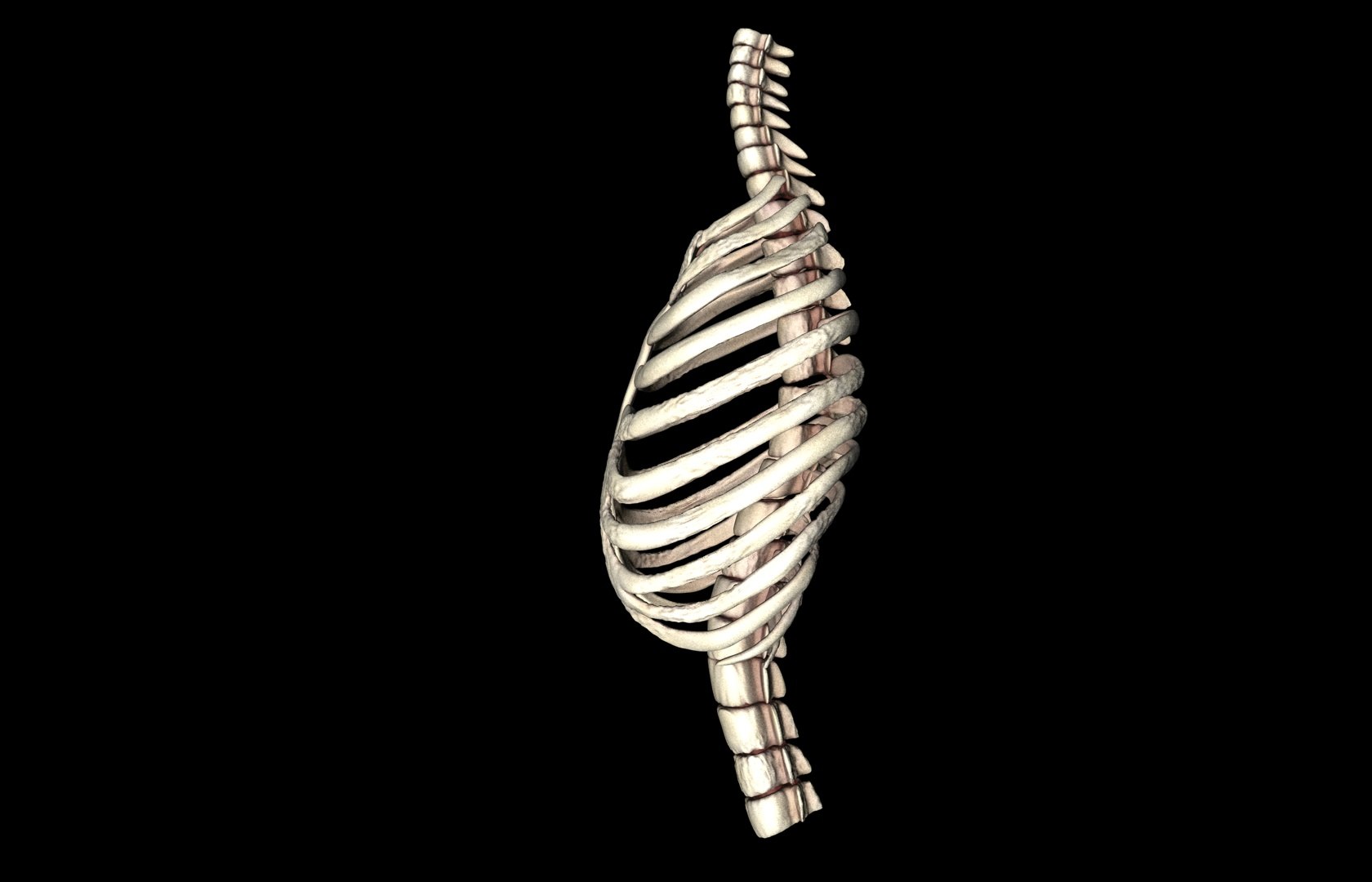 rib cage accurate obj