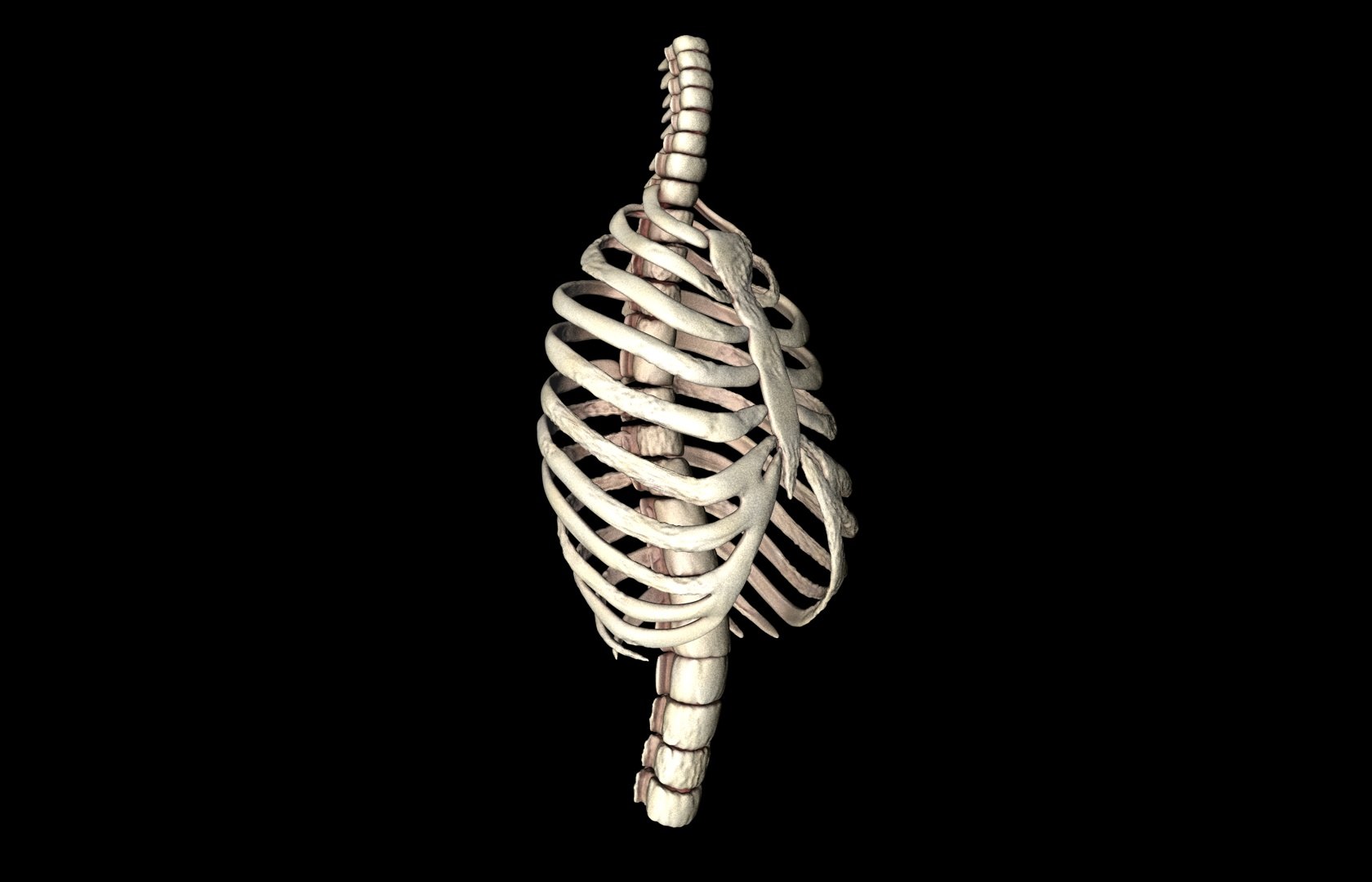 rib cage accurate obj
