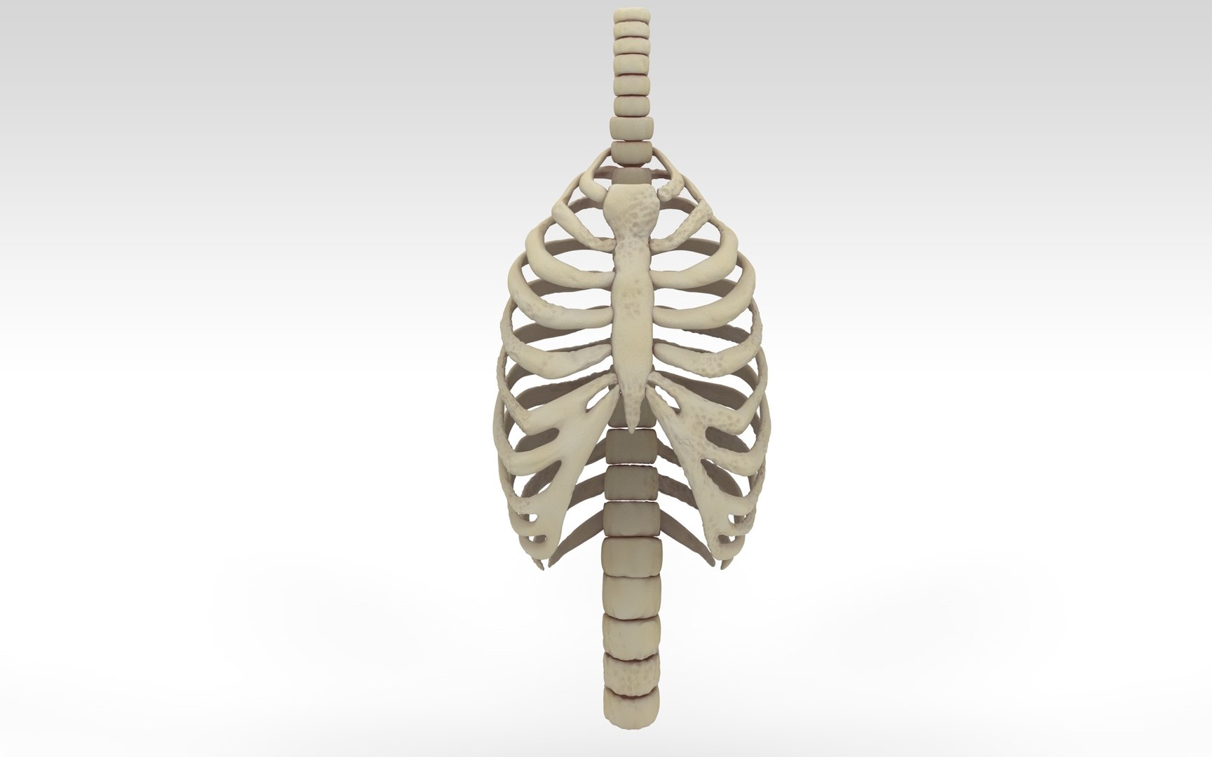 rib cage accurate obj