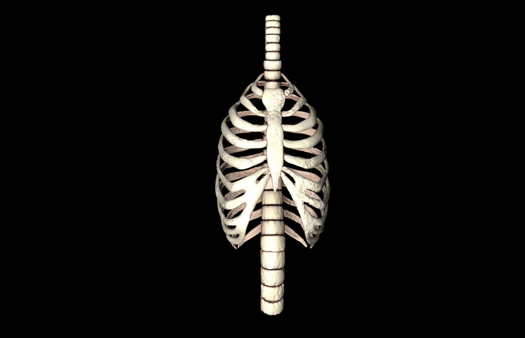 rib cage accurate obj